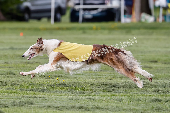 Prelim, Open, Rainbow Vera-8475