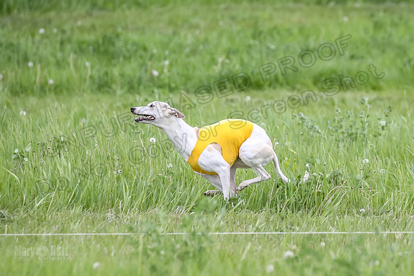 Finals Fch Flare Huxley Buttercup-8902
