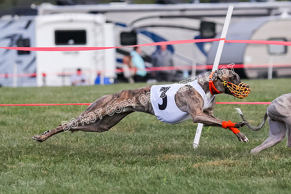 Prg 1, race 7, Cutter Dazzle Mika Rory-0718