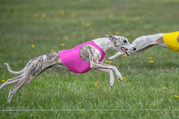 1 Prelim Open B1 Pearl Riptide Flower-6326
