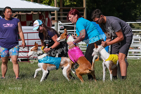 Open Prelim A1, Rose Riptide Idina-7539
