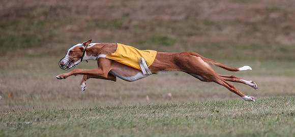 Finals Fch 2 Penny Willow-7958