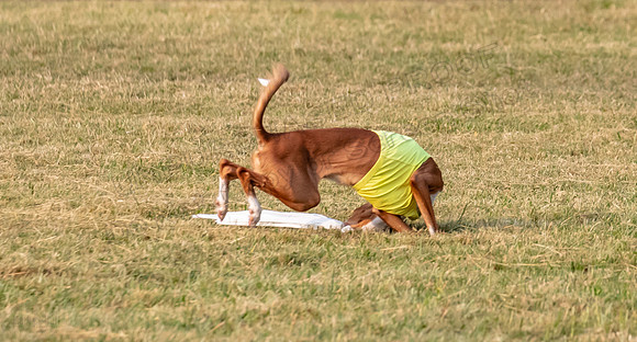 1prelims Open 2 Maverick Argos Carly-3278