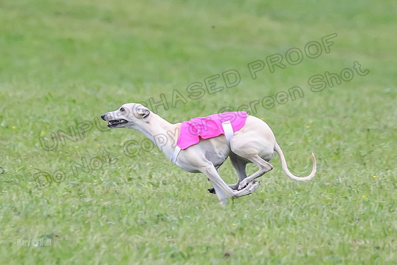 Prelim Open B3, Tusi Dany Tails-8447