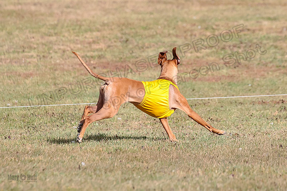 1 prelims Vet Libby Xena-6307