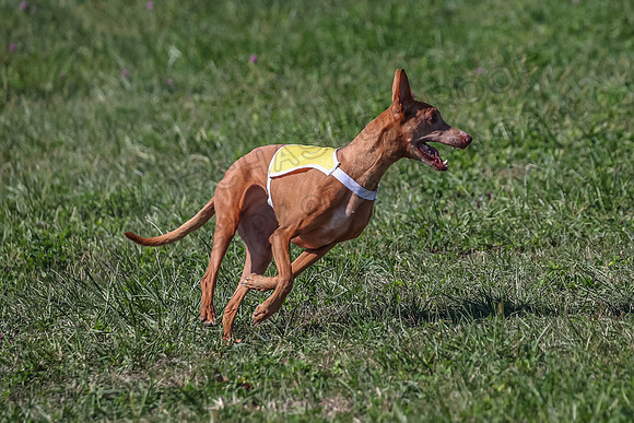 2 Finals Vet 1 Precious Copper Cayper-7311