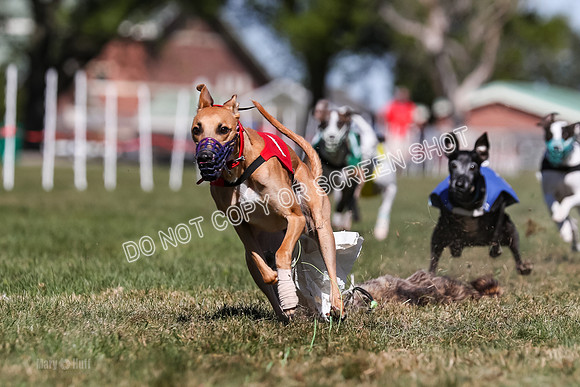 Prg 4, Race 2, Red Tipa Watson Sprig Carney-0091