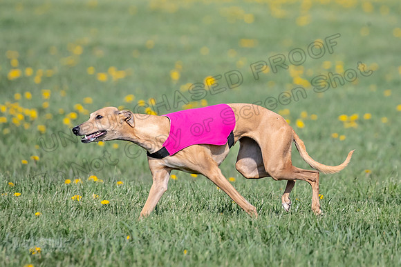 1Prelims Specials A4 Whisper Indy Crescent-1282
