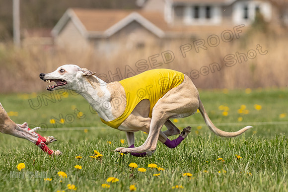 Finals Vet 1 Raya Smudge Cheers-4940