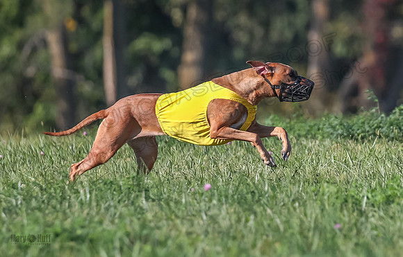 1 Prelims Open 1 Kinky Ash Zanna-4418