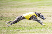 prelims Fch-Vet Arrow Wilson-7619-2