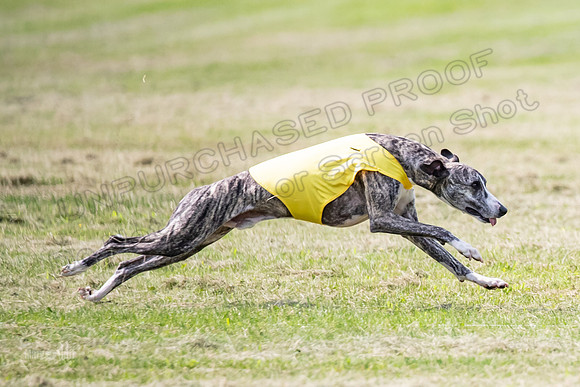 prelims Fch-Vet Arrow Wilson-7619-2