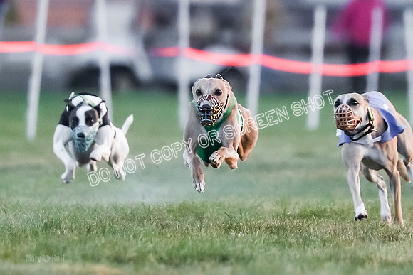 Prg 1, Race 5, Dandylion Cala Micky Sprig Arrow-9017