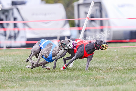 Prg 1, race 12, Gibbs Java Watson Tsunami-0851