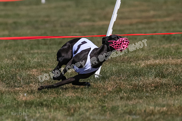 Prg 3, Race 6, Micky Sansa Power Arrow-2065