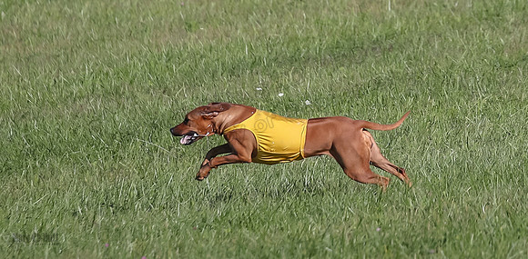 1 Prelims Open 3 Pepper Derby-4705