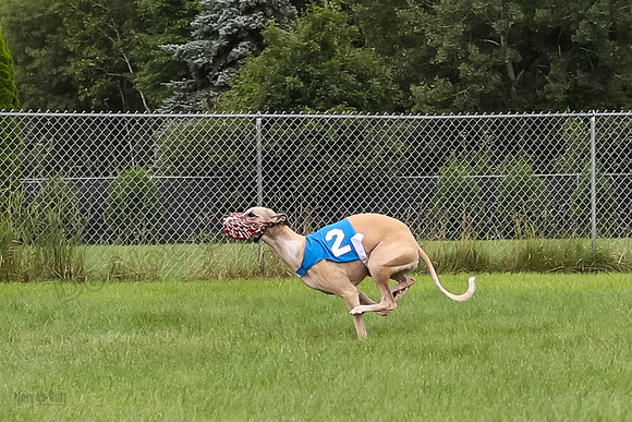 prg 1 Dash Dog-3608