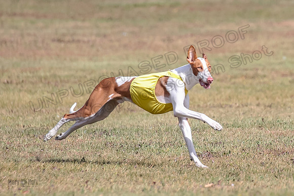 Finals 1 Open Jagger-7879