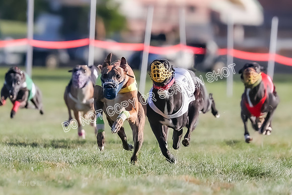 Prg 1, Race 14, Grim Zivah Beacon Cherry Pie Siggy Riggs-9214