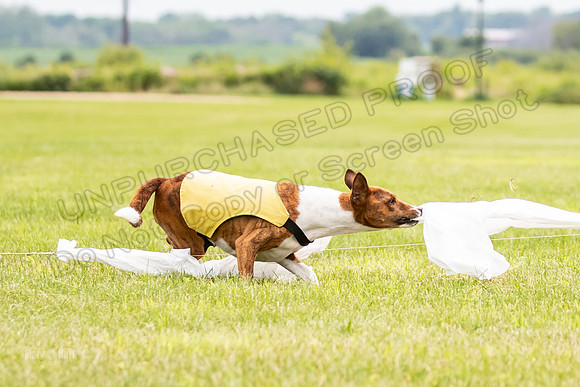 Finals Basenji-1430