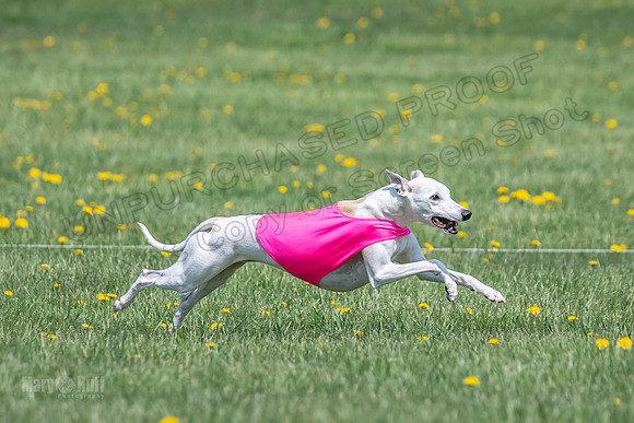 1Prelims Veterans 5 Rosie Smudge Smokey-1792