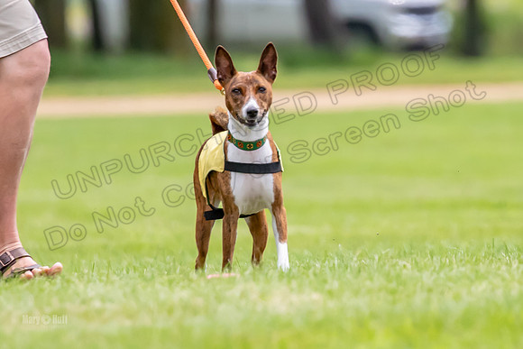 Finals Basenji-1385