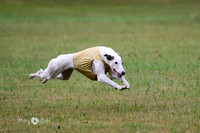 Greyhound