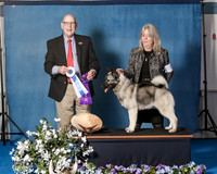 Elkhound 2020-1107