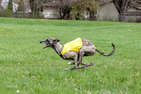 Finals Whippet Open-4659