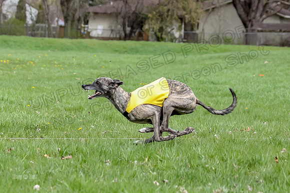 Finals Whippet Open-4659