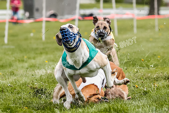 WRA, Prg 2, Race 12, Bookie Joplin Rogue Chase Jigsaw Rum-9068