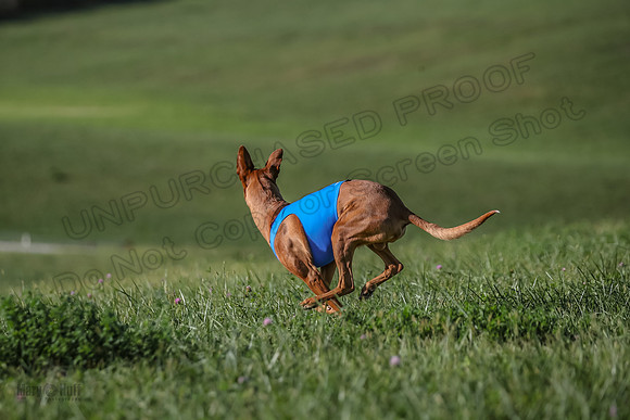 1 Prelims Vet 1 Precious Cayper Copper-4377