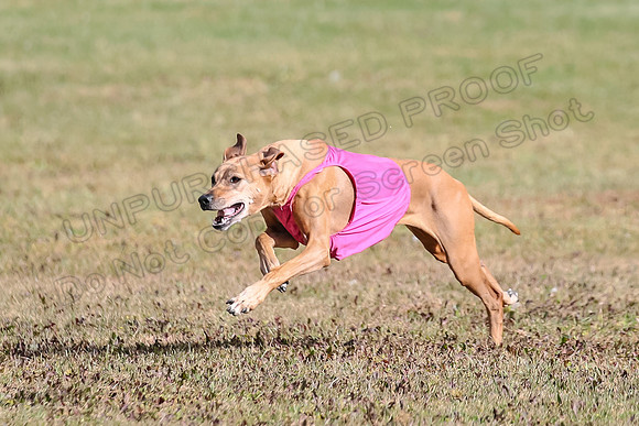 1 prelims Vet Libby Xena-6318
