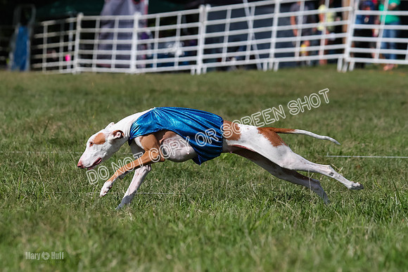 Prelim Clover-7493
