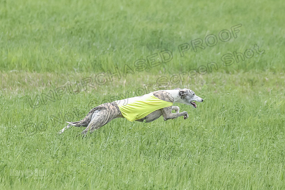 1 Prelims Open 3 Sydney Spanx Frankie-8243