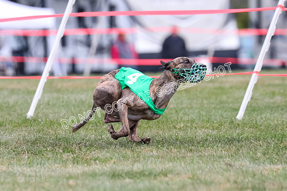 Prg 1, Race 17, Savvy Dragon Lilly Snacks-0996