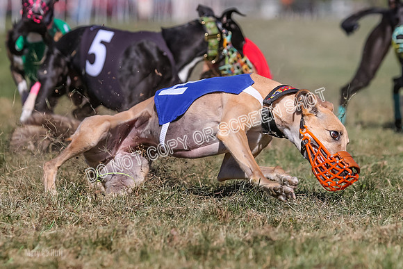 Prg 4, Race 5, Rasta Cammie Warrior Grim Buckwheat-0222