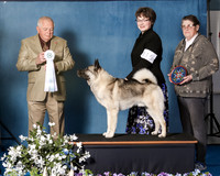 Elkhound 2020-1058