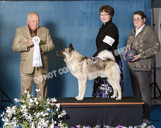 Elkhound 2020-1058