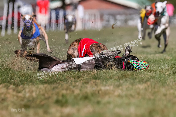 Prg 4, Race 1, Ruffian Flynn Nami Rigby Arrow Echo-0050
