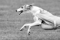 Prelims Misty-0642-2