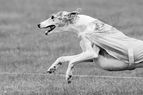 Prelims Misty-0642-2