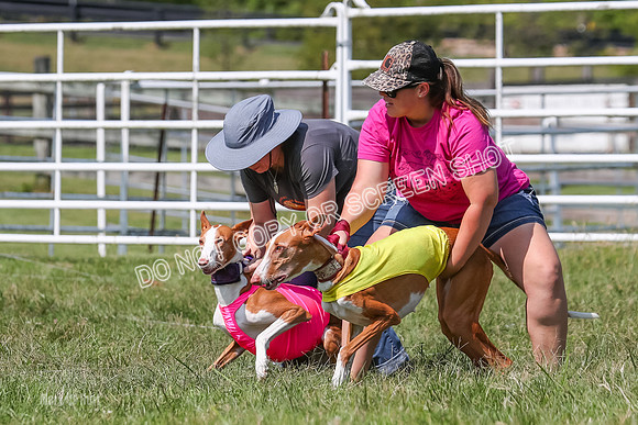 Prelim, Veteran 2, Dawn, Diva-8867