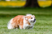 Cat Test 1-0041