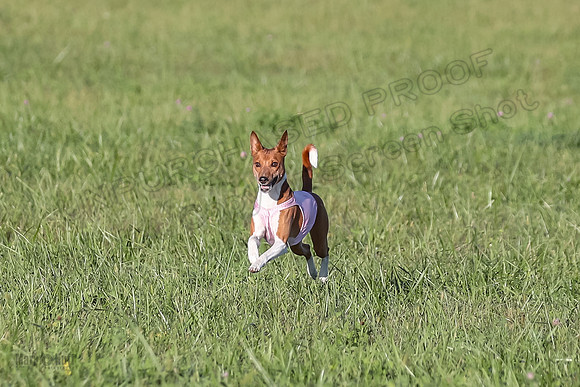 1 Prelims Vet Chilly Henna-3379