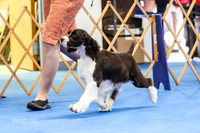 Puppy Bitch 12-15