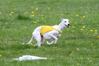 Finals Whippet Veteran-4743