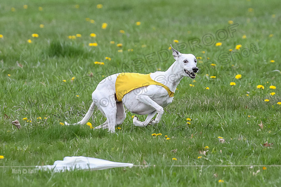 Finals Whippet Veteran-4743
