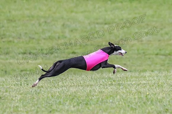 Prelim Open F4, Cosmo Damsel Archer-9369