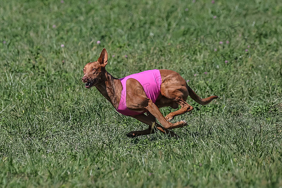 2 Finals Vet 1 Precious Copper Cayper-7263